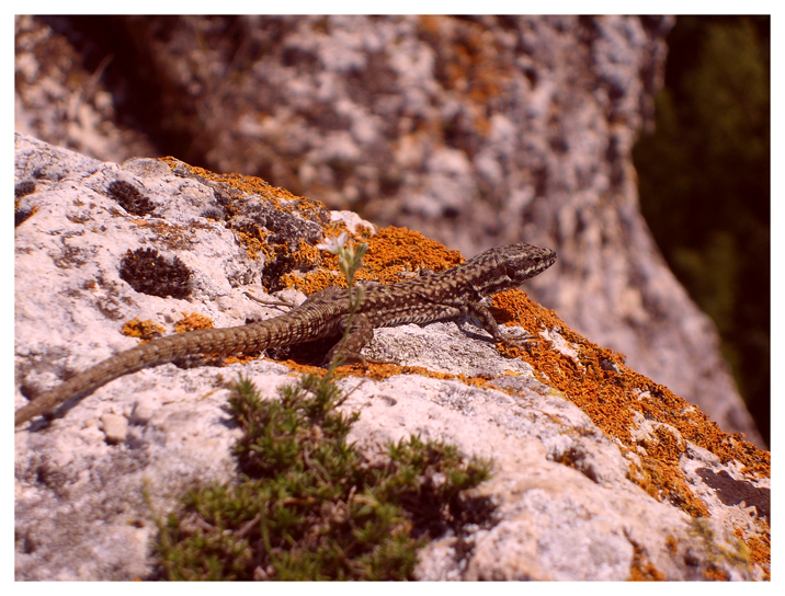 Lizard