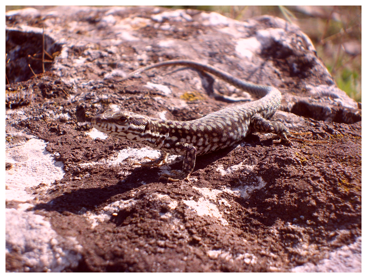 Another lizard
